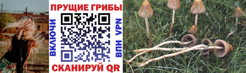 даркнет сайт  Новочебоксарск  Псилоцибиновые грибы MAGIC MUSHROOMS 